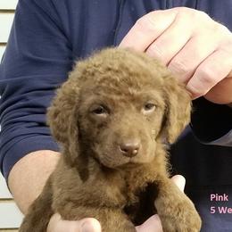Chesapeake Bay Retriever Puppies from Eska Creek Chesapeakes