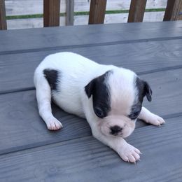 One - Black and white male Boston Terrier puppy in Gaffney, South Carolina from Battlefield Kennels