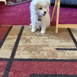Boy 2 - White male American Eskimo Dog puppy in Redlands, California from Arctic Storm Kennels
