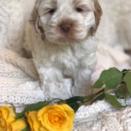Cockapoo Puppies from Maple’s Cockapoo Puppies