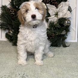 Goldendoodle Puppies from Gracious Doodle Dogs
