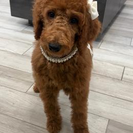 Red collar - Red  female Poodle puppy in San Benito, Texas from Irene's Poodles