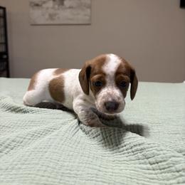 Dallas - Red male Dachshund puppy in Athens, Alabama from 4 Moore Ranch
