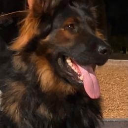 Rage - Sable male German Shepherd puppy in Quartz Hill, California from Von Gonzalez Kennel