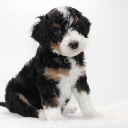 Bernedoodle and Goldendoodle Puppies from Delta Doodles and Poodles