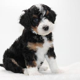 Bernedoodle and Goldendoodle Puppies from Delta Doodles and Poodles
