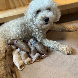 Ivy - Goldendoodle