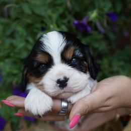 Monty - Tri-color male Cavalier King Charles Spaniel puppy in Lula, Georgia from Cavaliers by Crumley