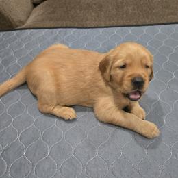 Green Collar - Golden female Golden Retriever puppy in El Dorado Hills, California from Asperheim Golden Retriever Puppies