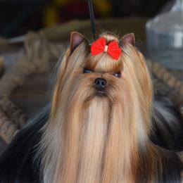 Yorkshire Terrier puppies from Yorkies Kisses