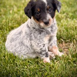 Tana - Blue female Assorted Doodle Crosses puppy in Ohio from Holley Doodles