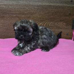 Trixy Girl 3 - Brindle female Shih Tzu puppy in Meadows Of Dan, Virginia from Walt’s Shih Tzus