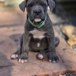 Cane Corso Puppies from Willow Creek Cane Corsos