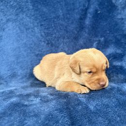 5th born fox red - Yellow female Labrador Retriever puppy in Antwerp, Ohio from Clark’s Loyal Labradors