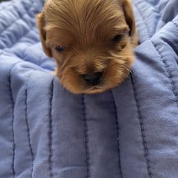 Boy 3 (Clove) - Cavapoo puppy in Columbus, Ohio from FamilyOodles