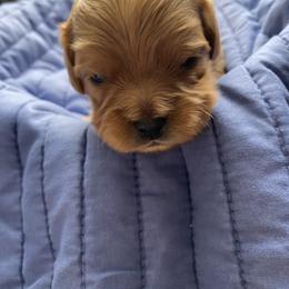 Boy 3 (Clove) - Cavapoo puppy in Columbus, Ohio from FamilyOodles