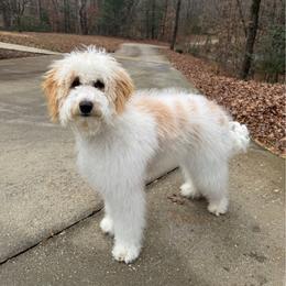 Labradoodle puppies from Doodles of Love Labradoodles