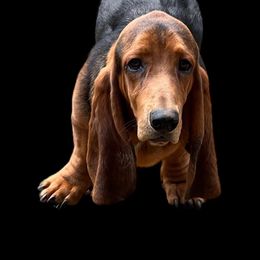 Jethro - Basset Hound