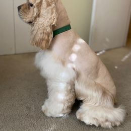 Cocker Spaniel All Grown Up from Once Upon a Time Cockers