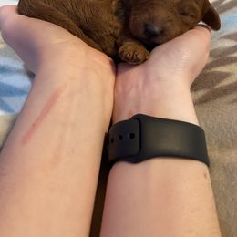 Goldendoodle Puppies from Golden Light Doodles