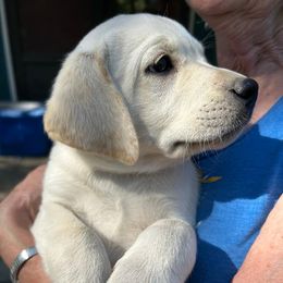 Labrador Retriever Puppies from Family Labs