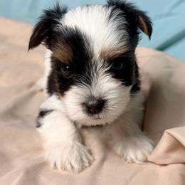 Leo - Black tan and white male Biewer Terrier puppy in Cartersville, Georgia from Alpha Tiny Paws