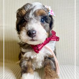 CLARINETTE - Chocolate merle female Bernedoodle puppy in Houston, Texas from Pia’s Doodle Poodle Wag