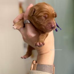 Purple - Dark golden female Golden Retriever puppy in Gillete, Wyoming from Red Prairie Retrievers