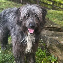 Angus - Slate gray male Pyrenean Shepherd puppy in Ripley, Ohio from La Rive Pyr Sheps LLC