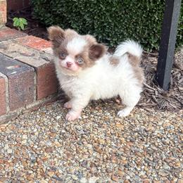 Queso - Blue and white male Chihuahua puppy in Gloucester, Virginia from Charlotte's Web of Chihuahuas