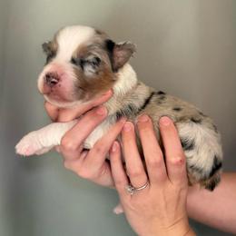 Phoenix - Blue merle male Australian Shepherd puppy in Weeki Wachee, Florida from Ace of Spades Australian Shepherds