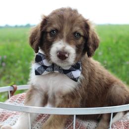 Scout - Sable male Bordoodle puppy in Ashland, Ohio from Cherry Blossom Doodles