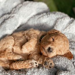 Aussiedoodle and Goldendoodle Puppies from Utah Faith Doodles