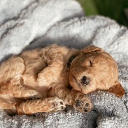 Aussiedoodle and Goldendoodle Puppies from Utah Faith Doodles