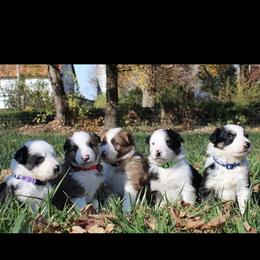 Border Collie Puppies from Breese Border Collies