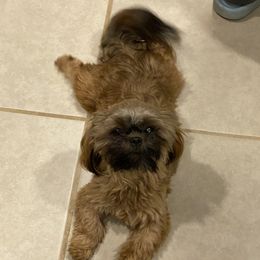 Leia - Shih Tzu