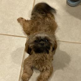 Leia - Shih Tzu