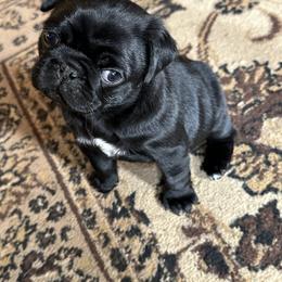Pug Puppies from PNW Pugs
