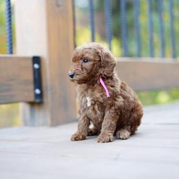 Pink collar - Red  female Goldendoodle puppy in Spokane, Washington from Doodle Love