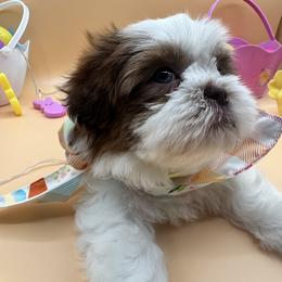 Max - Liver and white male Shih Tzu puppy in Avondale, Arizona from Riley Family Shih Tzus