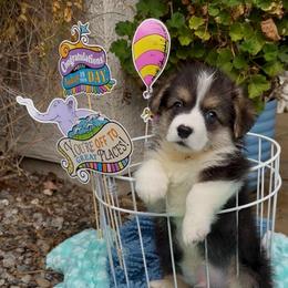 Red - Black and tan male Pembroke Welsh Corgi puppy in Wheatland, California from Emerald Corgis