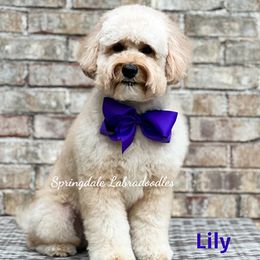Lily Rose - Australian Labradoodle