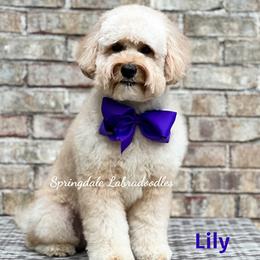 Lily Rose - Australian Labradoodle