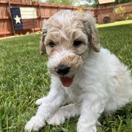 Goldendoodle Puppies from Mesquite Kennels