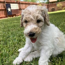 Goldendoodle Puppies from Mesquite Kennels
