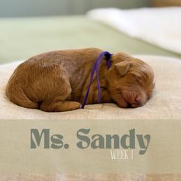 Ms. Sandy - Parti female Goldendoodle puppy in Pensacola, Florida from Ruby Pupper Doodles
