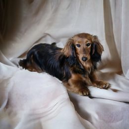 Samba - Dachshund