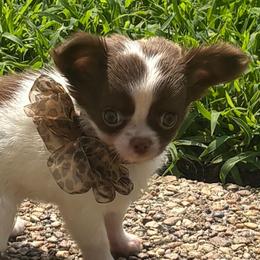 Bell - Chocolate and white female Chihuahua puppy in Gloucester, Virginia from Charlotte's Web of Chihuahuas