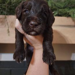 Double Doodle Puppies from Rock Creek Doodles