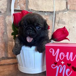Purple collar - Brindle female Pug puppy in Tucson, Arizona from Furever Friends